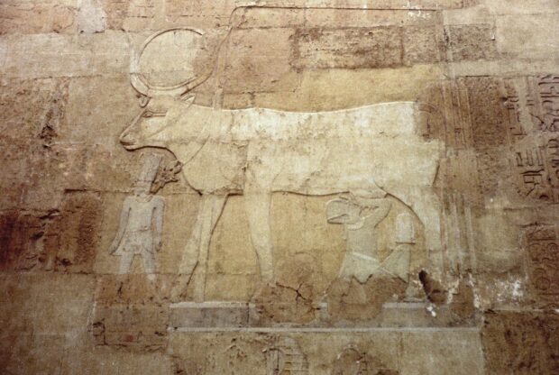 Pharaoh Hatshepsut, dressed as a man wearing the king’s war crown, drinks milk directly from the goddess Hathor in a scene from he mortuary temple at Deir el Bahri