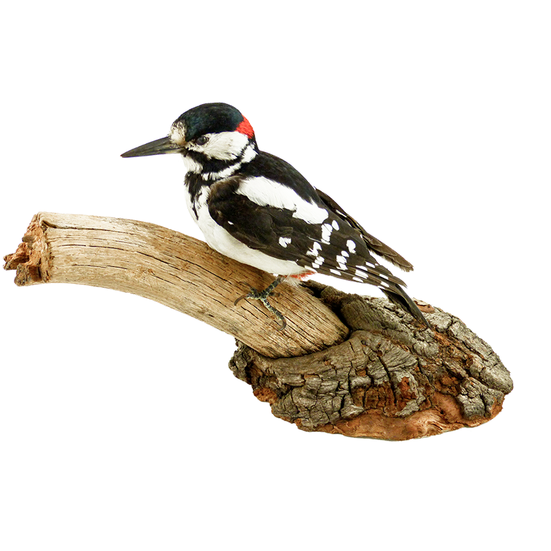 North Herts Museum - Natural History