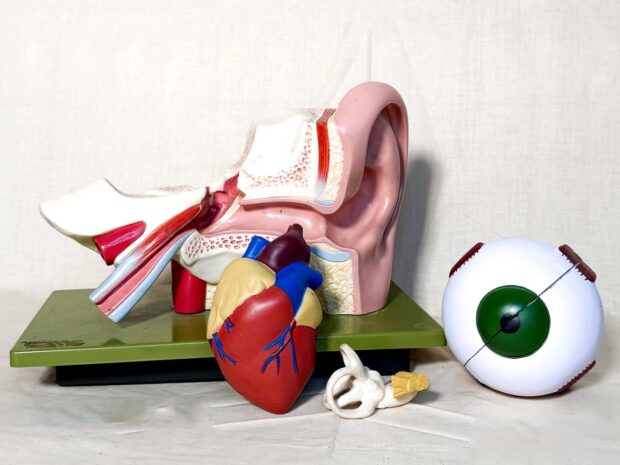 Anatomy Box 1