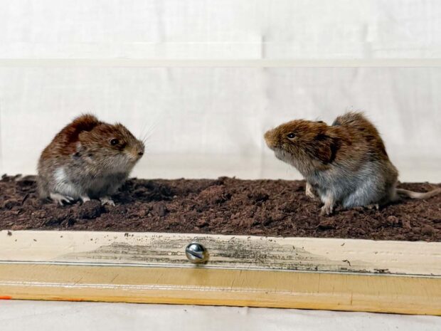Bank Vole And Short Tailed Vole