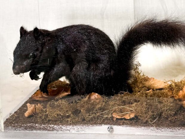 Black Squirrel
