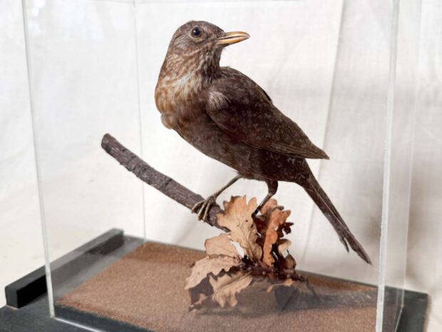 Blackbird