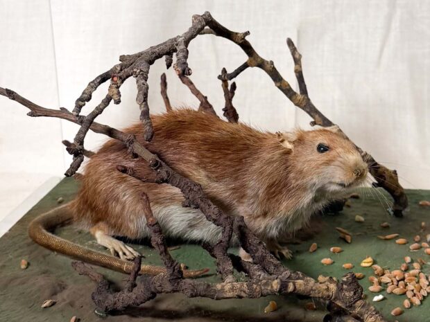 Brown Rat