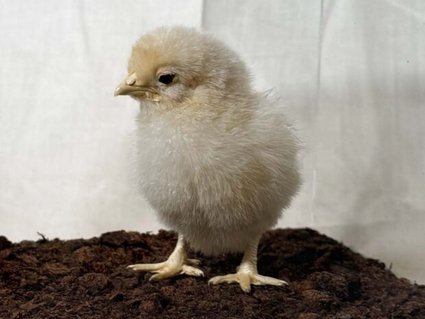 Chick