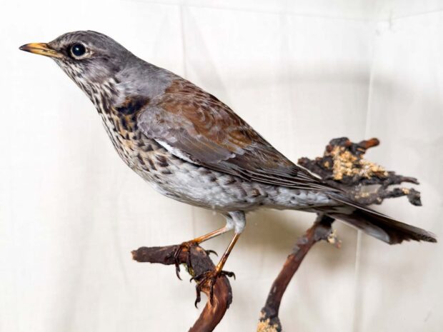Fieldfare