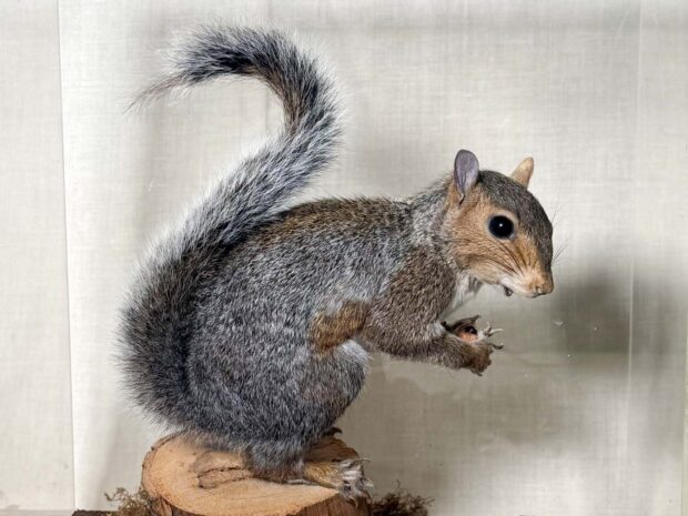 Grey Squirrel