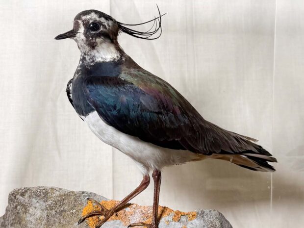 Lapwing