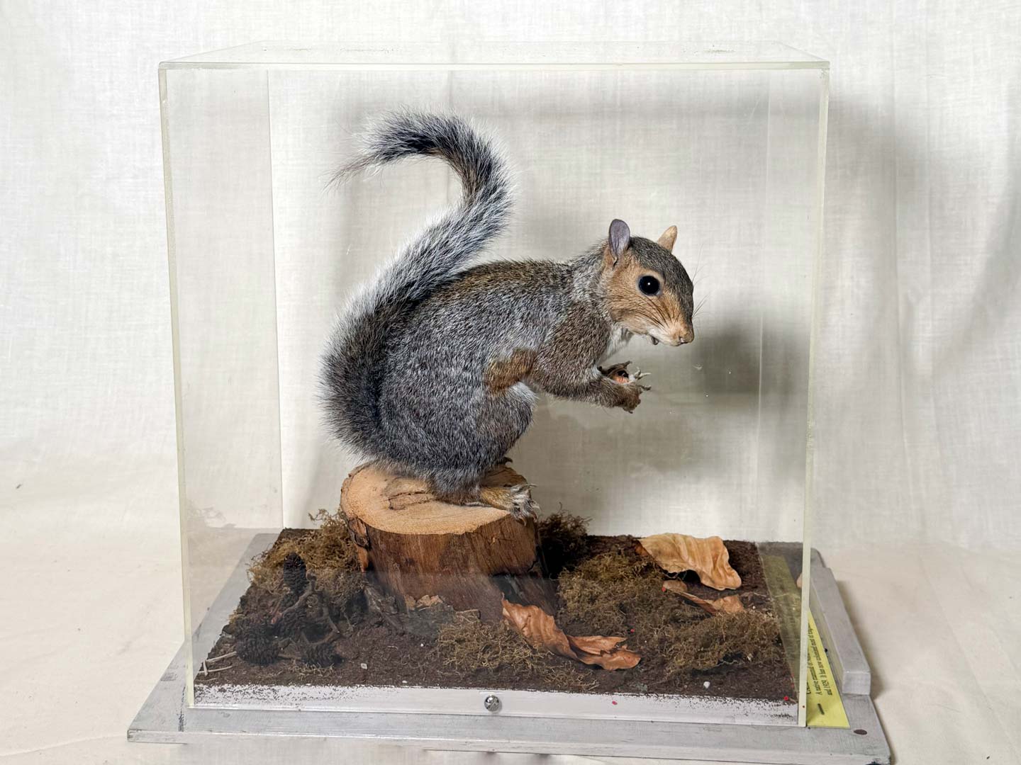 Loan Boxes - Natural History