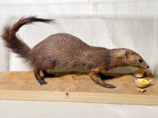 Mongoose Eating An Egg