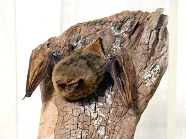 Pipistrelle Bat