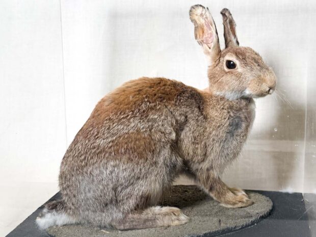 Rabbit