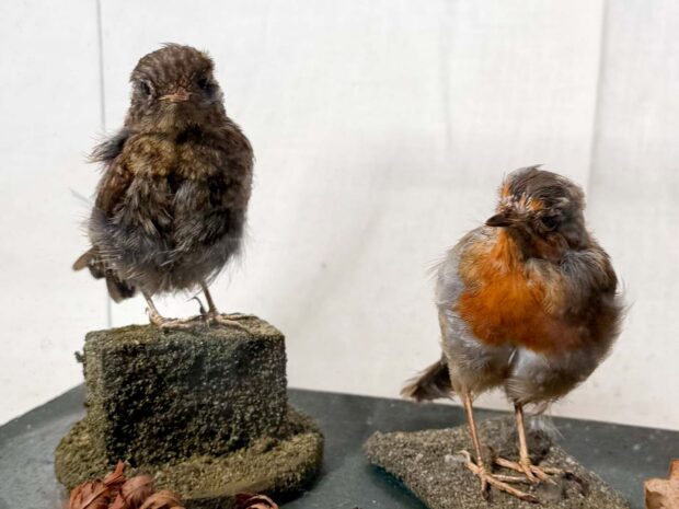 Robins Adult And Juvenile