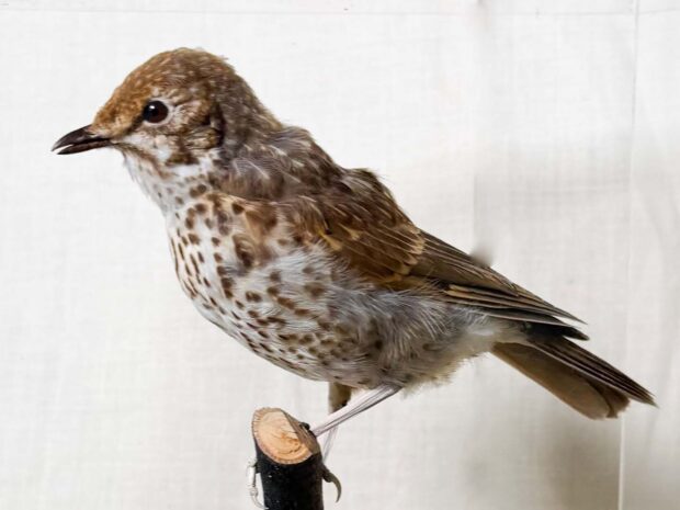 Song Thrush
