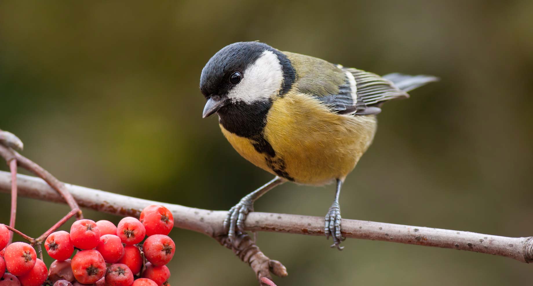The Birds of North Hertfordshire