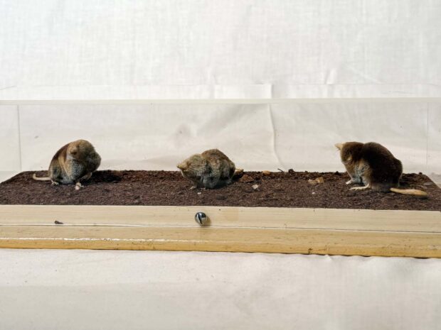 Three Shrews