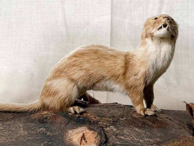 Weasel