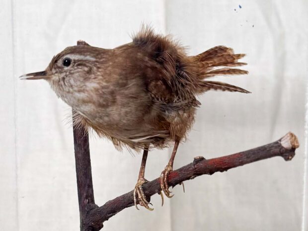 Wren