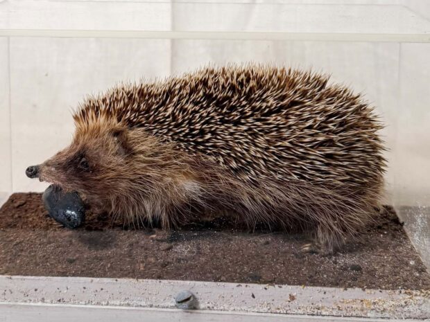 Hedgehog With Slug