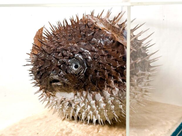 Puffer Fish