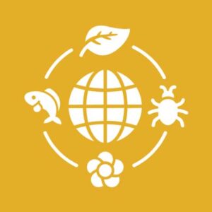 North Herts Museum School Sessions - Biodiversity in Art