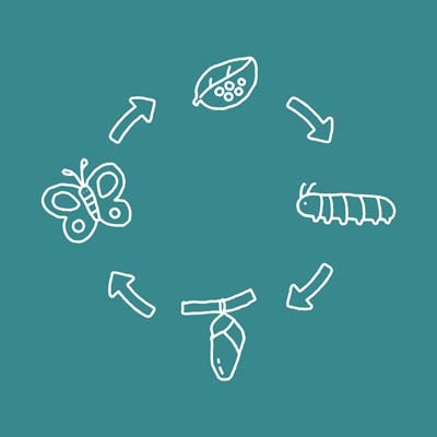 North Herts Museum School Sessions - Life Cycles