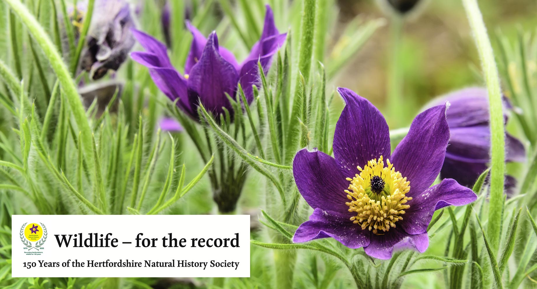 Wildlife – for the record: 150 years of the Hertfordshire Natural History Society