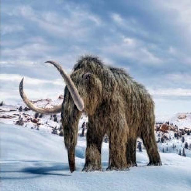 Mammoths In North Herts