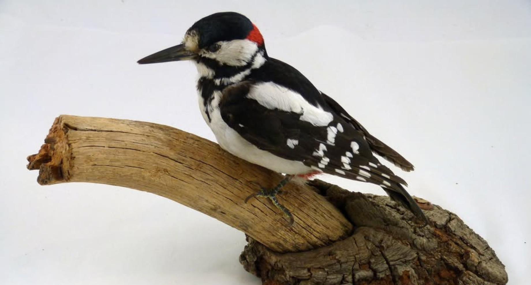 Natural history bird specimen