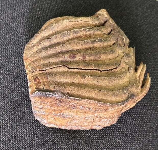 Mammoth Tooth