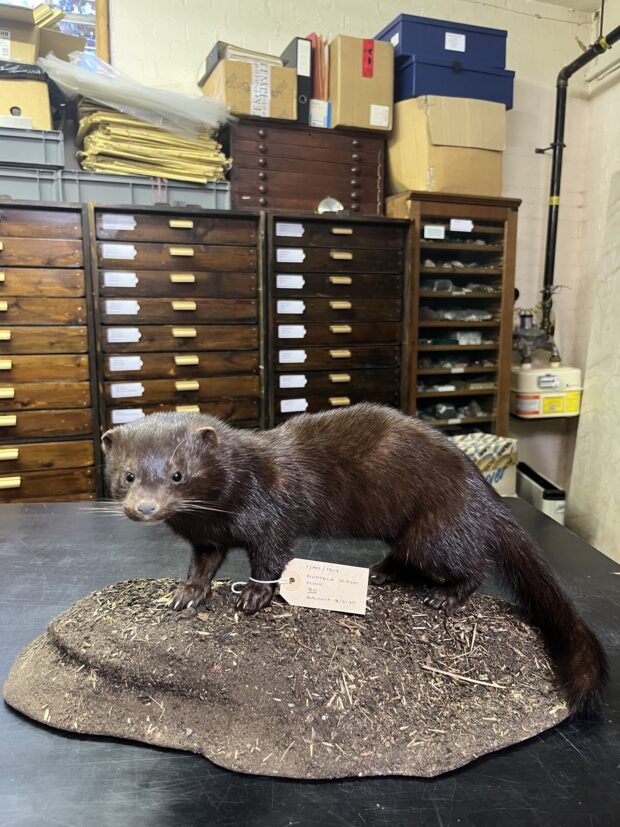 American Mink