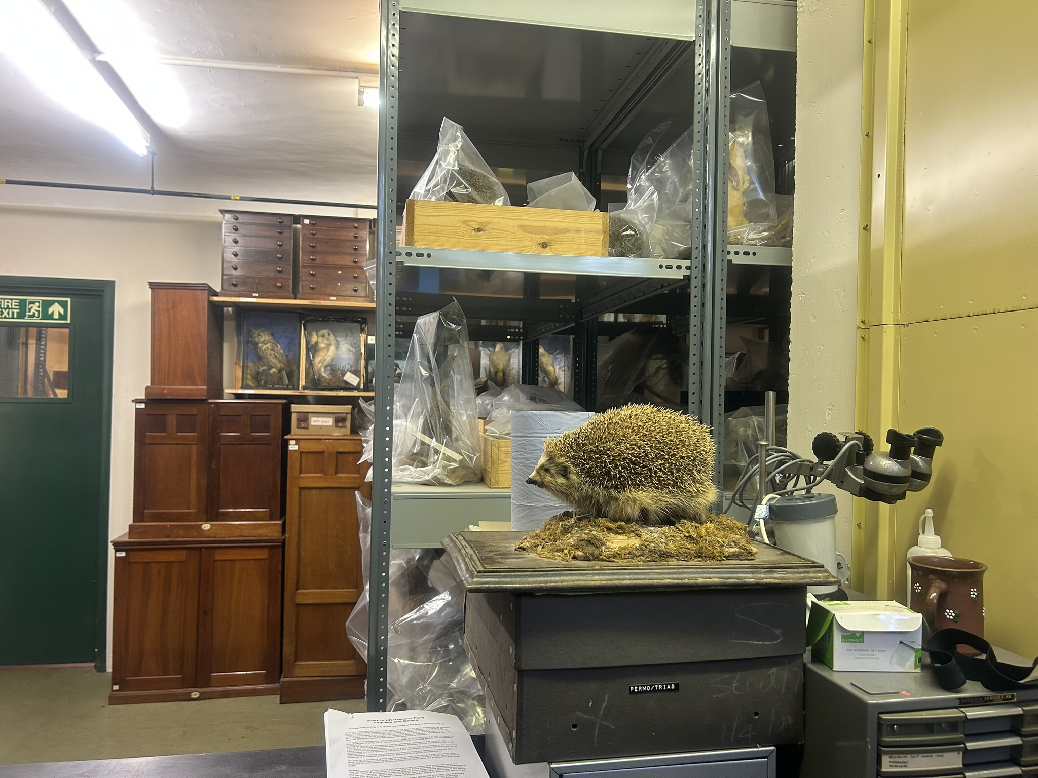 Museum Storage